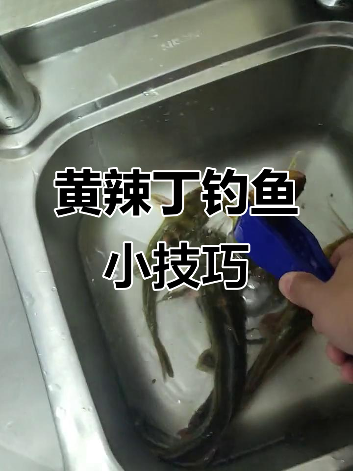 海竿钓黄辣丁技巧(海竿钓黄辣丁要用多大的串钩)
