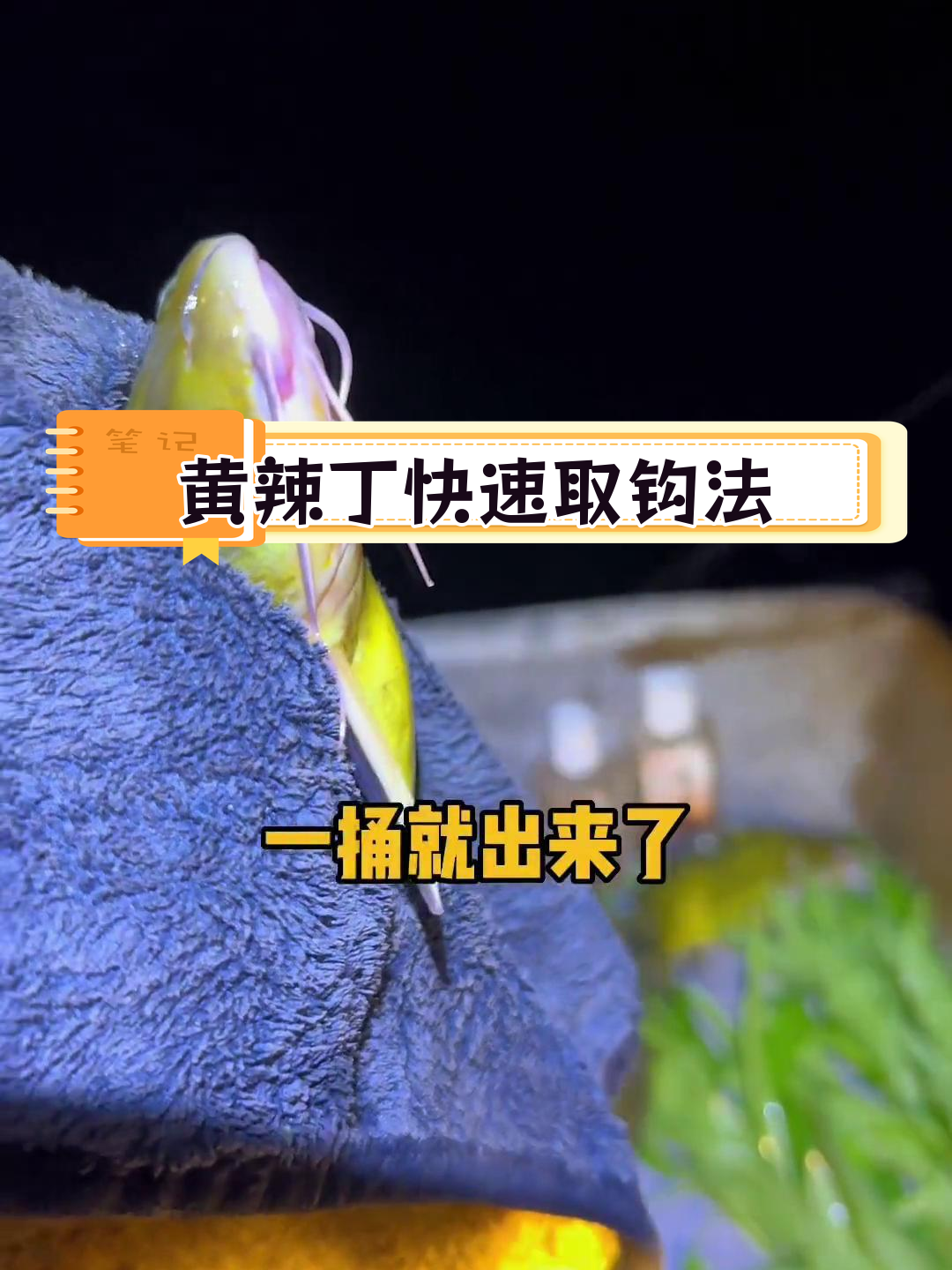 海竿钓黄辣丁技巧(海竿钓黄辣丁要用多大的串钩)