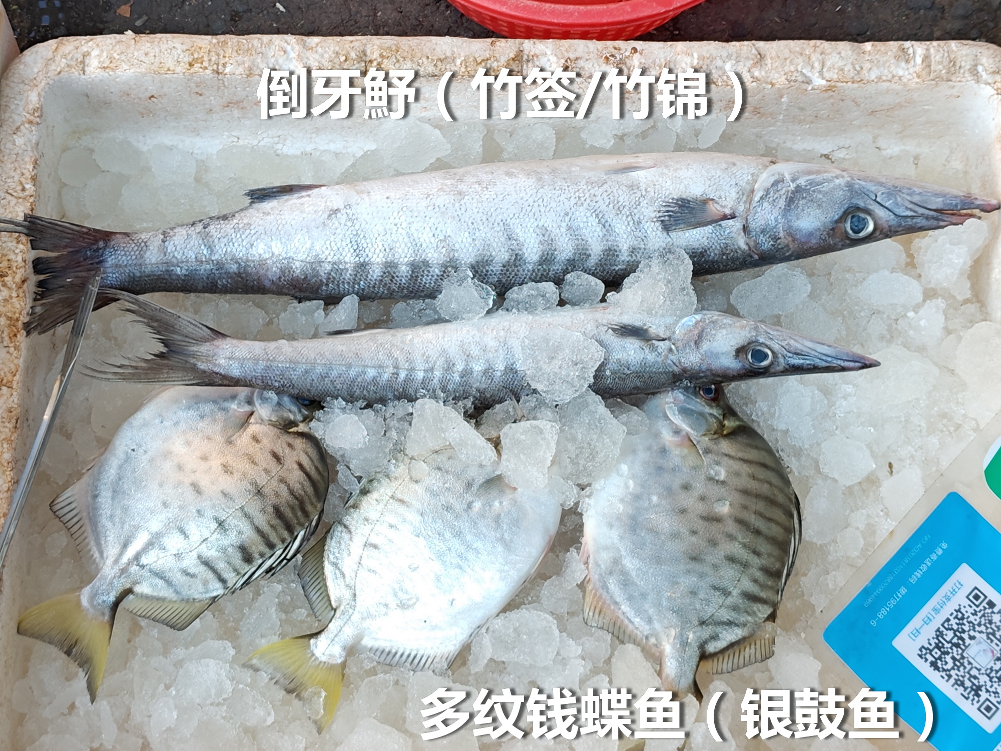 晋江海钓常见鱼类(晋江钓点)
