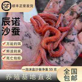海钓青虫(海钓青虫怎么挂钩)