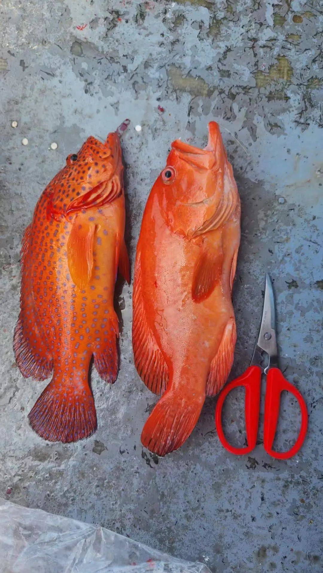 珠海钓组(珠海钓具)