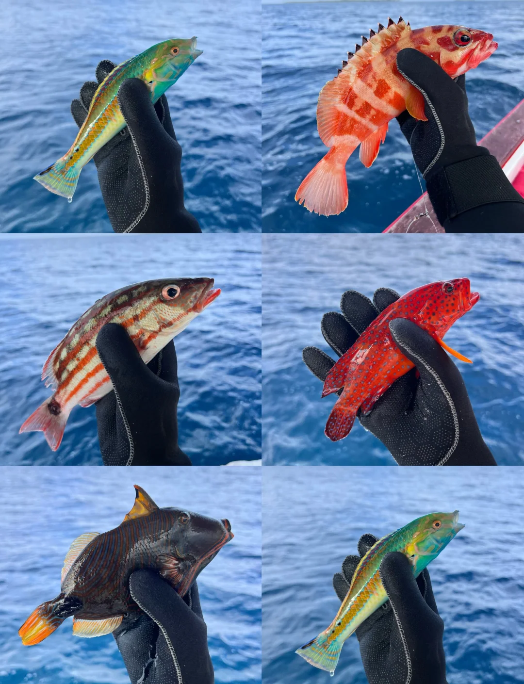 海钓凌晨好钓吗(海钓凌晨好钓吗视频)
