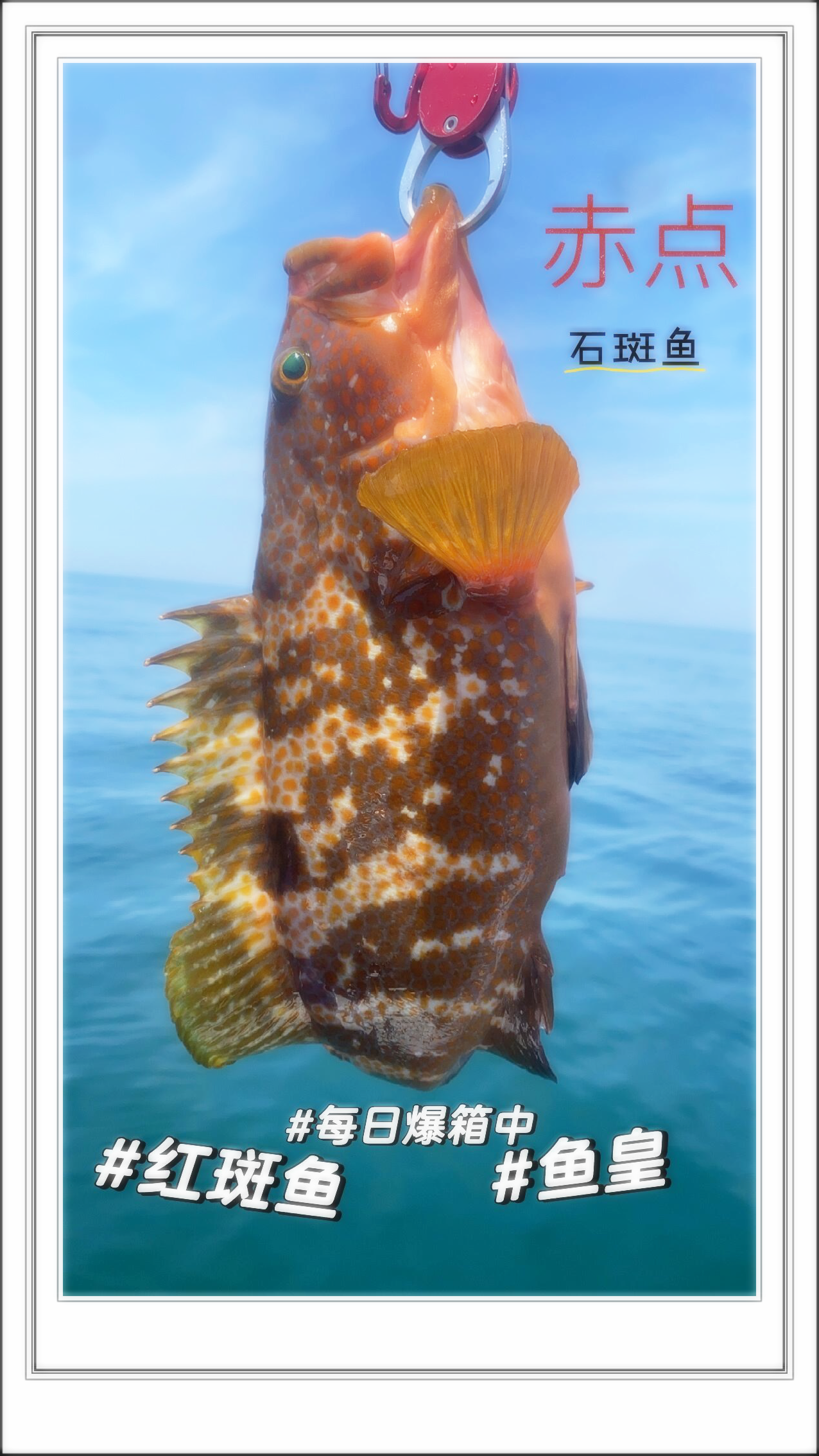湛江海钓石斑(海南钓石斑鱼)