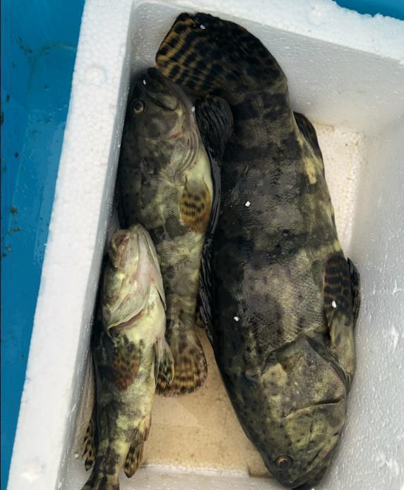 湛江海钓石斑(海南钓石斑鱼)