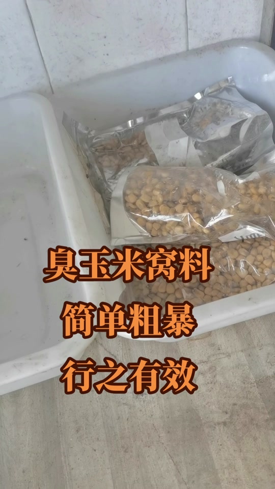 巧用嫩玉米打窝技巧(怎么用嫩玉米打窝)
