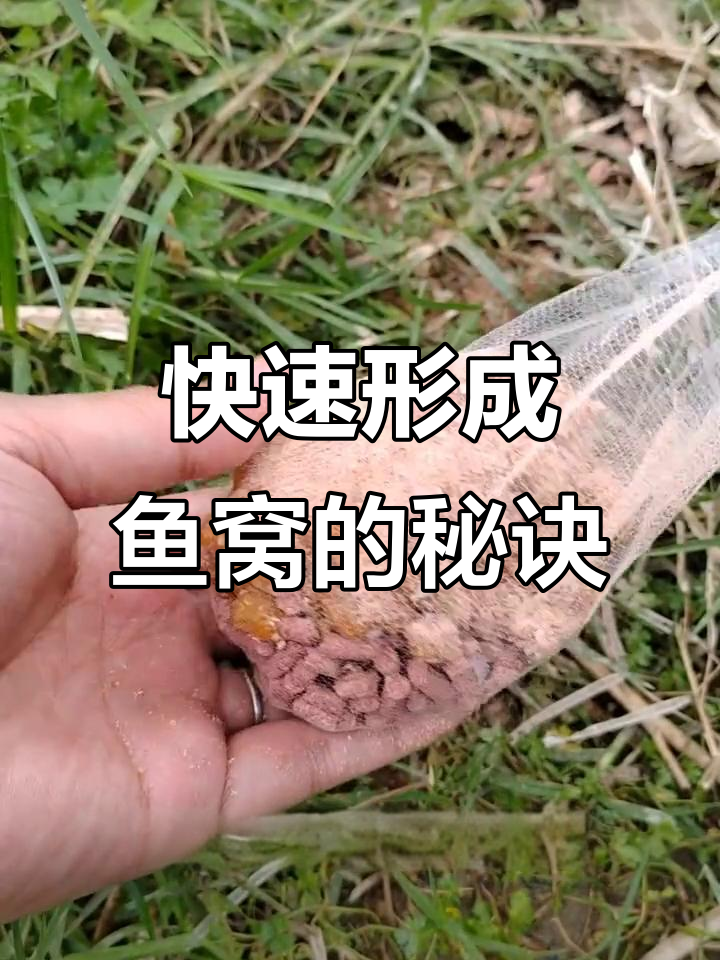 巧用嫩玉米打窝技巧(怎么用嫩玉米打窝)
