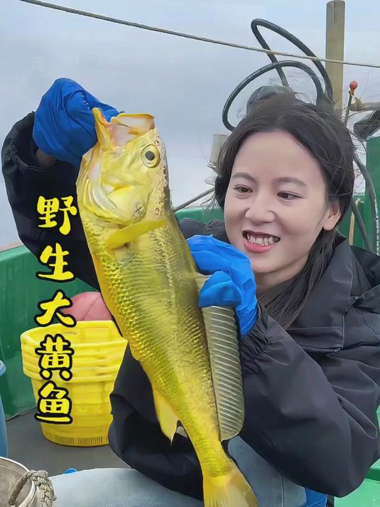 海钓黄鱼什么饵最好(海钓黄鱼用多大鱼钩)