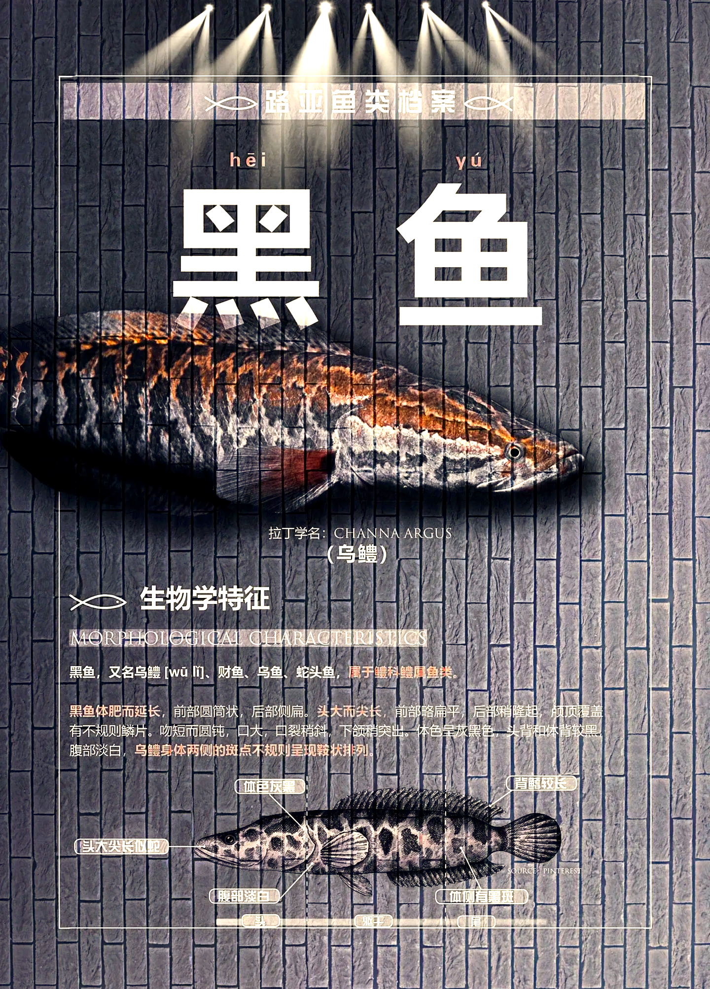 路亚钓黑鱼视频技巧视频(路亚黑鱼钓法技巧视频)