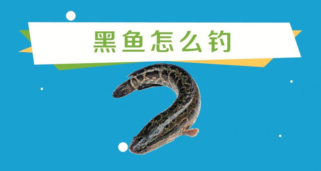 路亚水库黑鱼技巧(路亚钓黑鱼视频高清讲解)