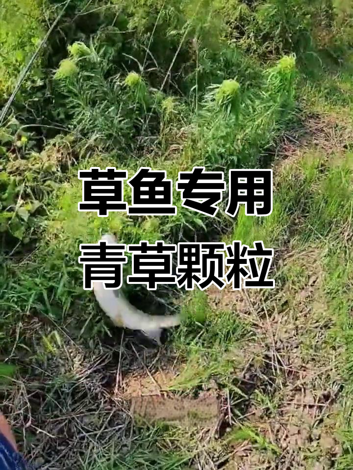 捕草鱼放什么饵料(草鱼用什么鱼饵好钓)