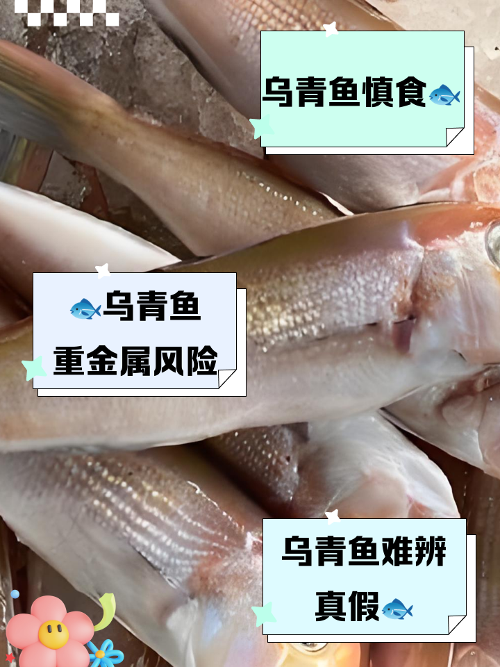 乌青鱼吃什么饵料(乌青喜欢吃什么饵料)