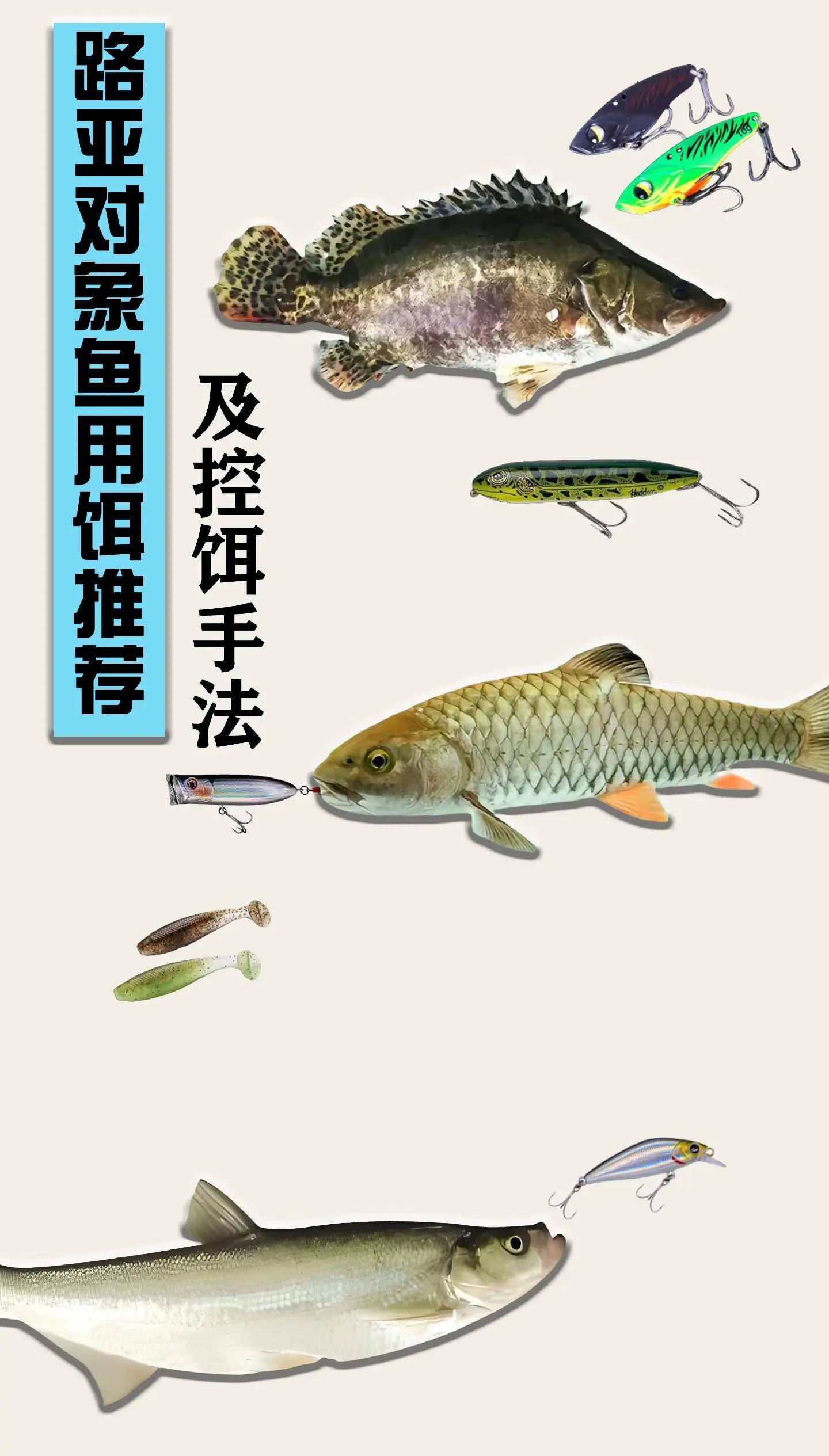 海杆鲮鱼饵料配方(海竿钓鲻鱼用什么饵料好)