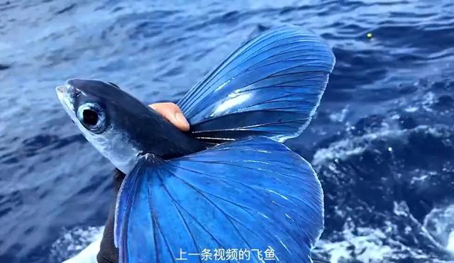 海钓小哥吃飞鱼(海钓帅哥)