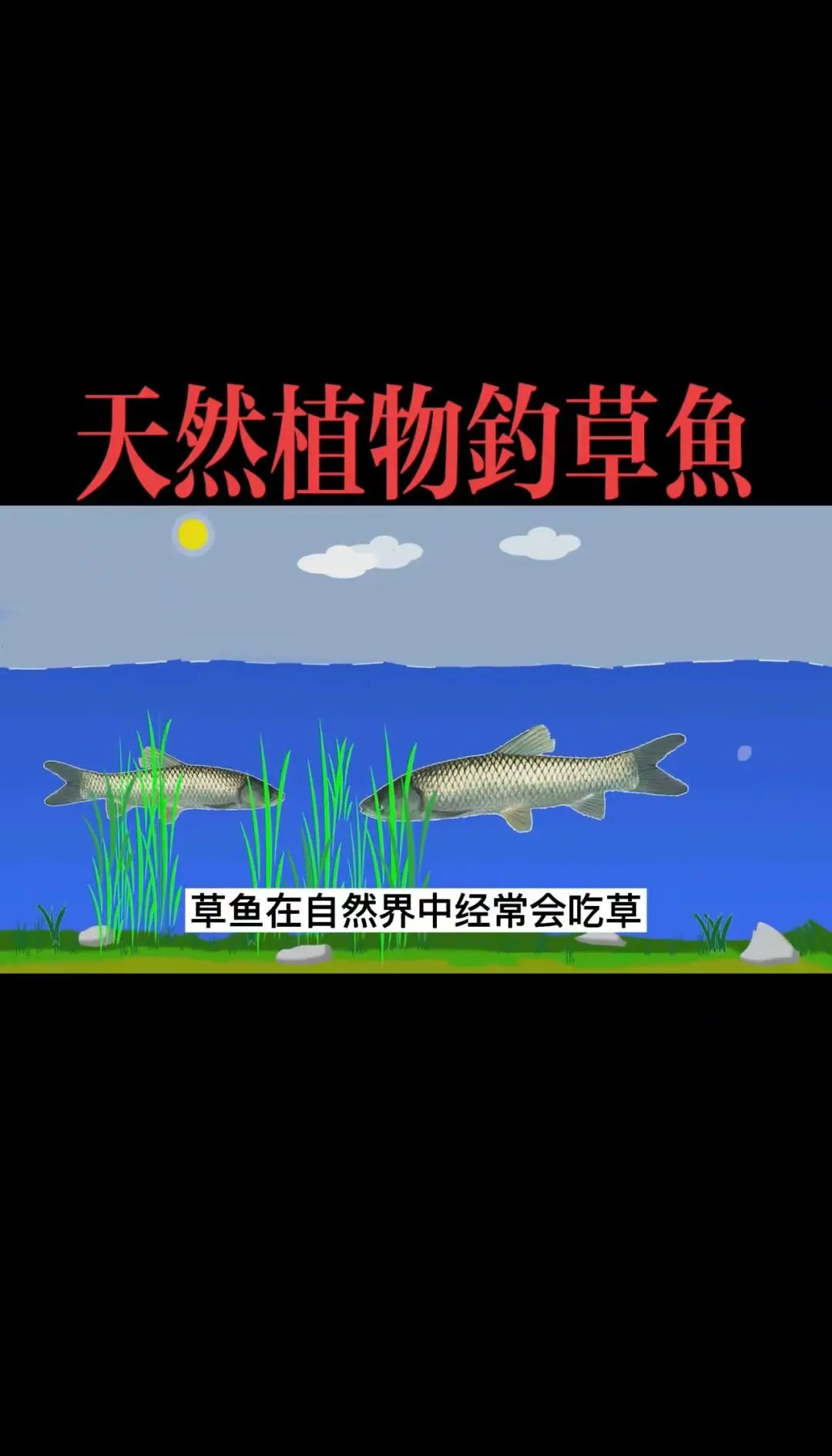 草鱼饵料名称(草鱼饵料名称大全)