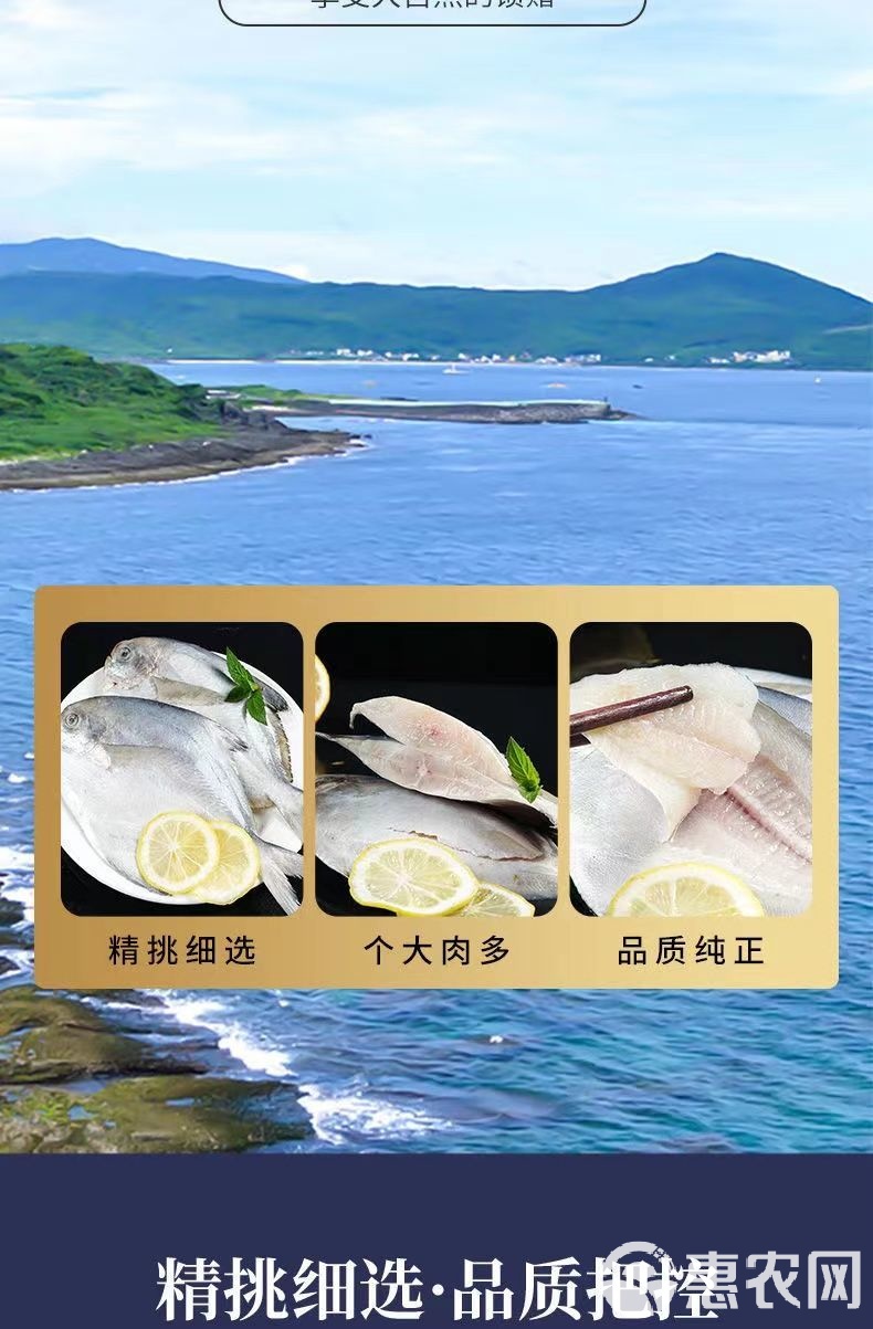 海钓鲳鱼技巧(海钓鲳鱼钓法)