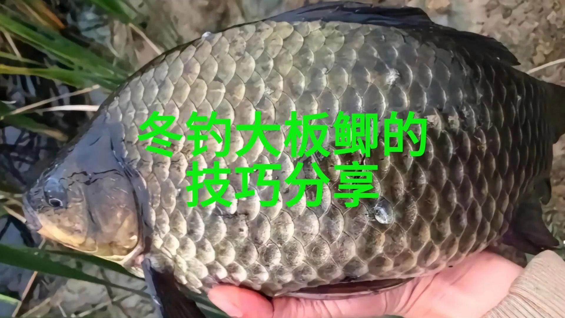 入冬钓大板鲫的技巧(冬季如何钓大板鲫鱼)