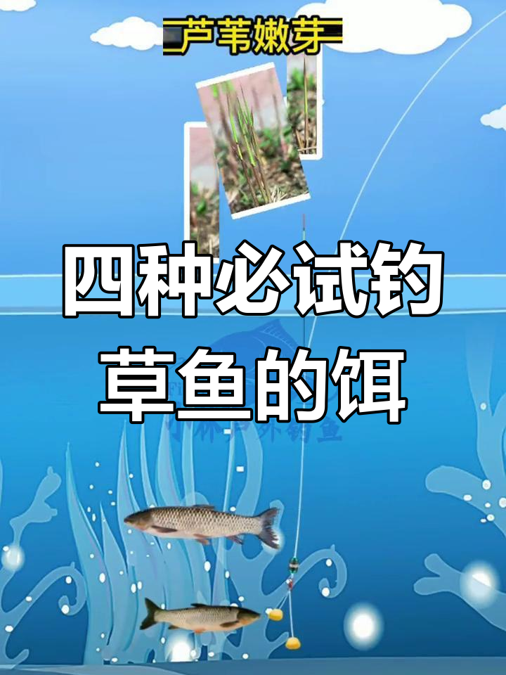 夏季钓草鱼最佳饵料(夏季钓草鱼最佳饵料配方)