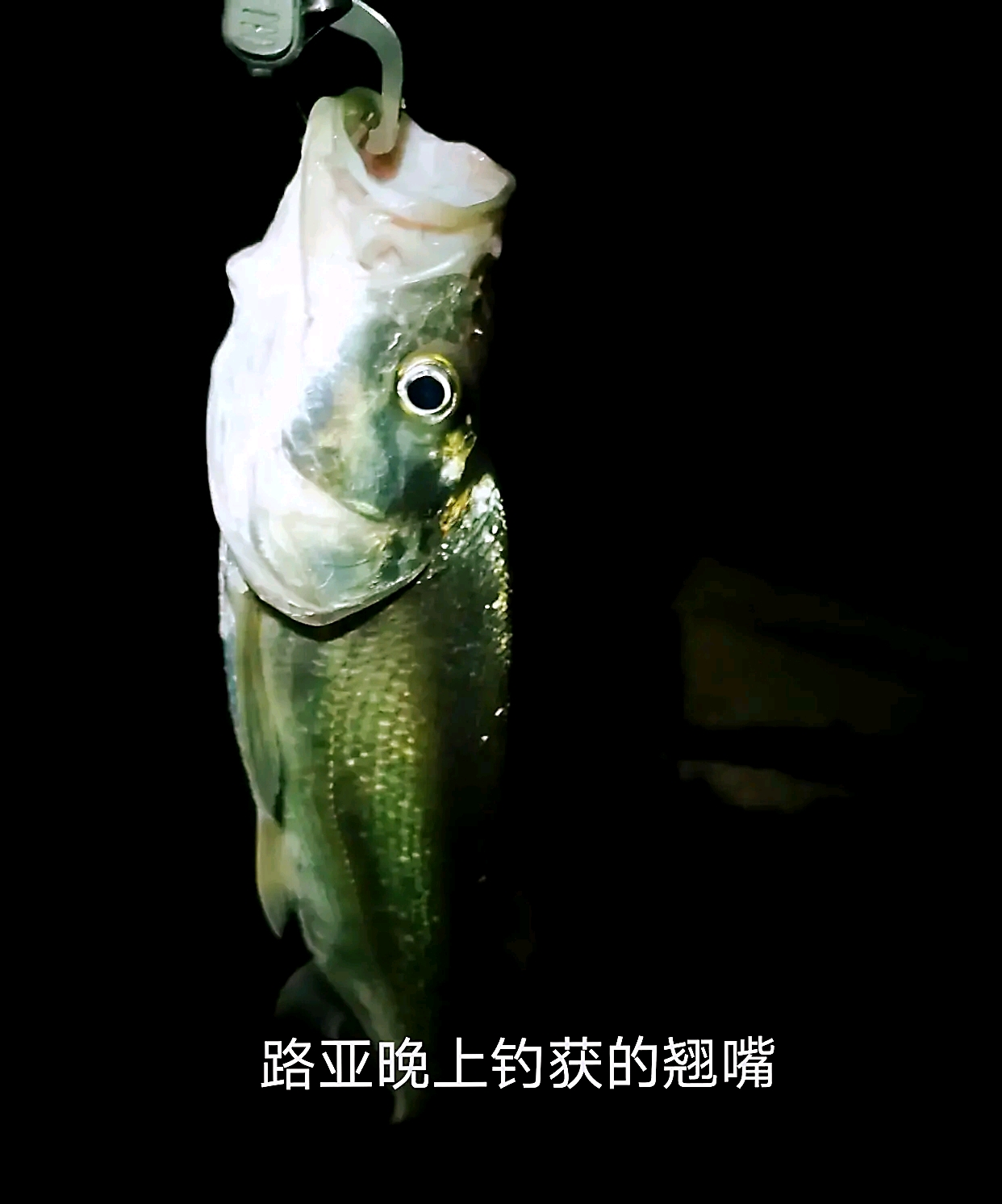 遂宁路亚翘嘴(几月份路亚翘嘴最合适)