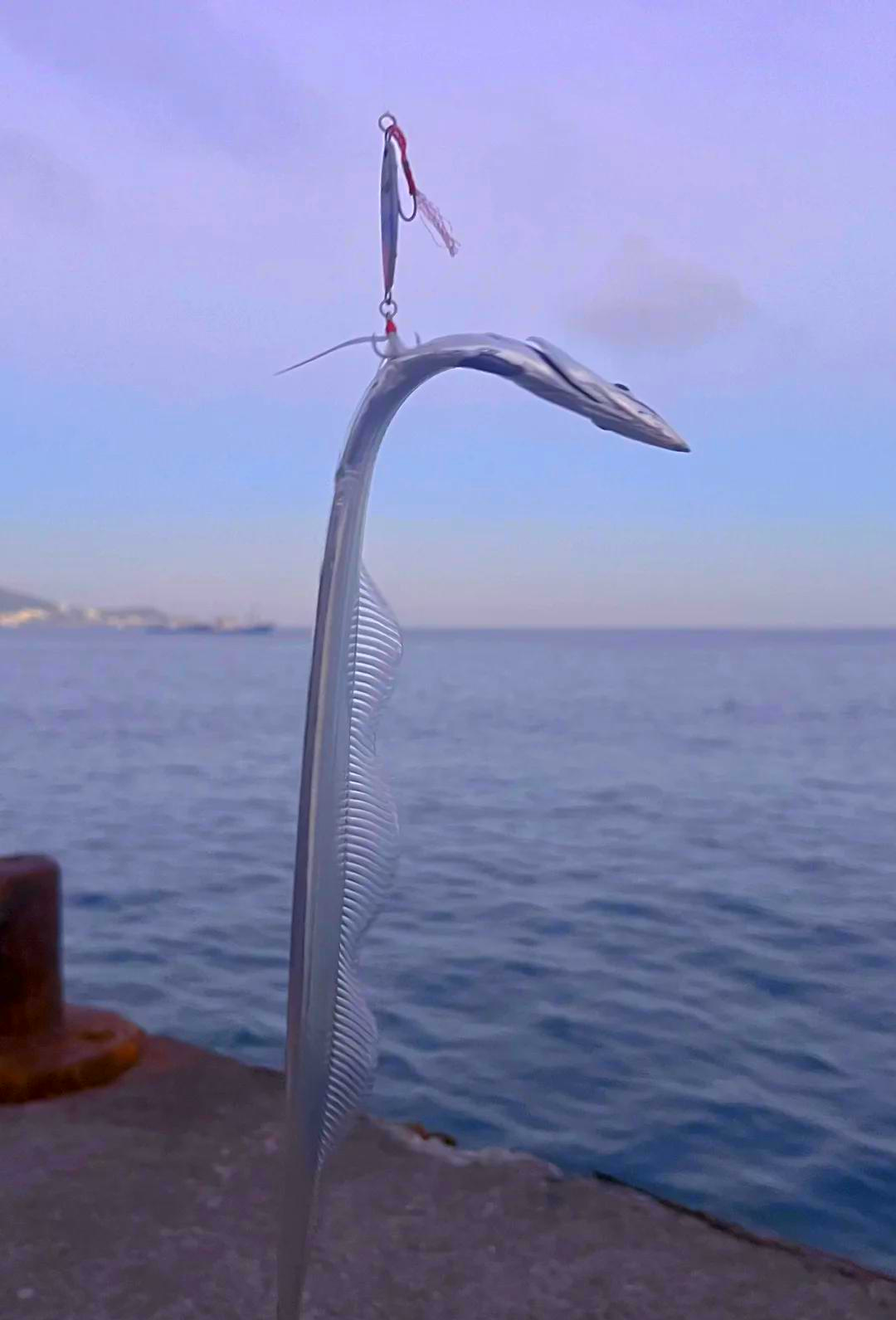海钓看到什么爬(海钓容易吗)