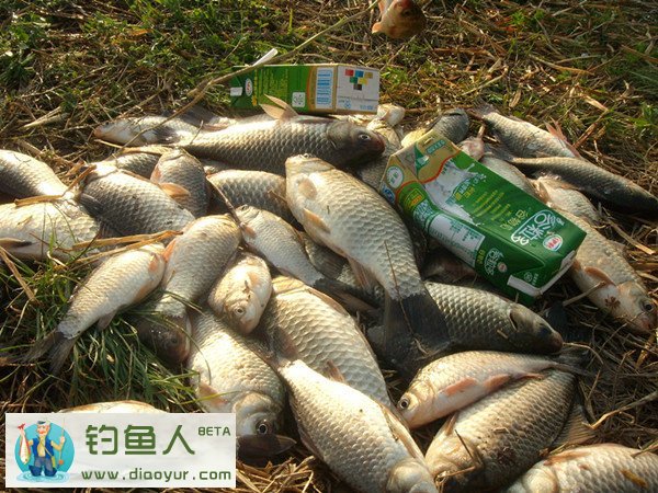 清明前后池塘钓鲤鱼技巧(清明前后钓鲤鱼钓深还是钓浅)