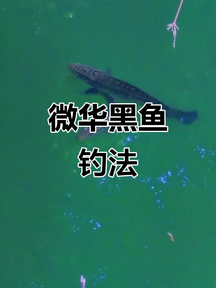 带崽黑鱼垂钓技巧大全(带仔黑鱼怎么打)