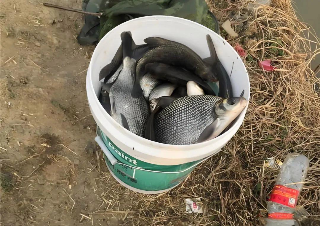 秋天长江钓鳊鱼技巧(长江发大水如何钓鳊鱼)