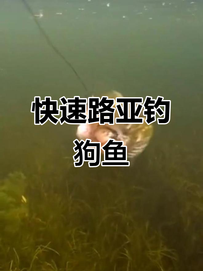 路亚狗鱼技巧(路亚狗鱼技巧教学)