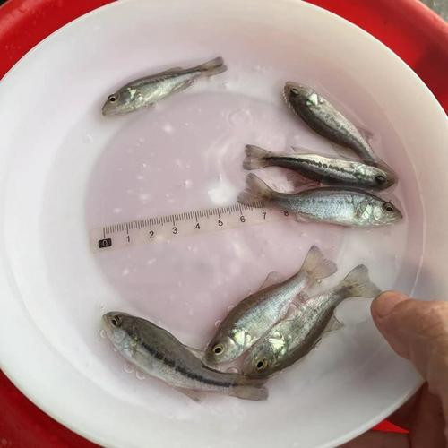 海鲈鱼如何路亚(海鲈鱼路亚竿调性)