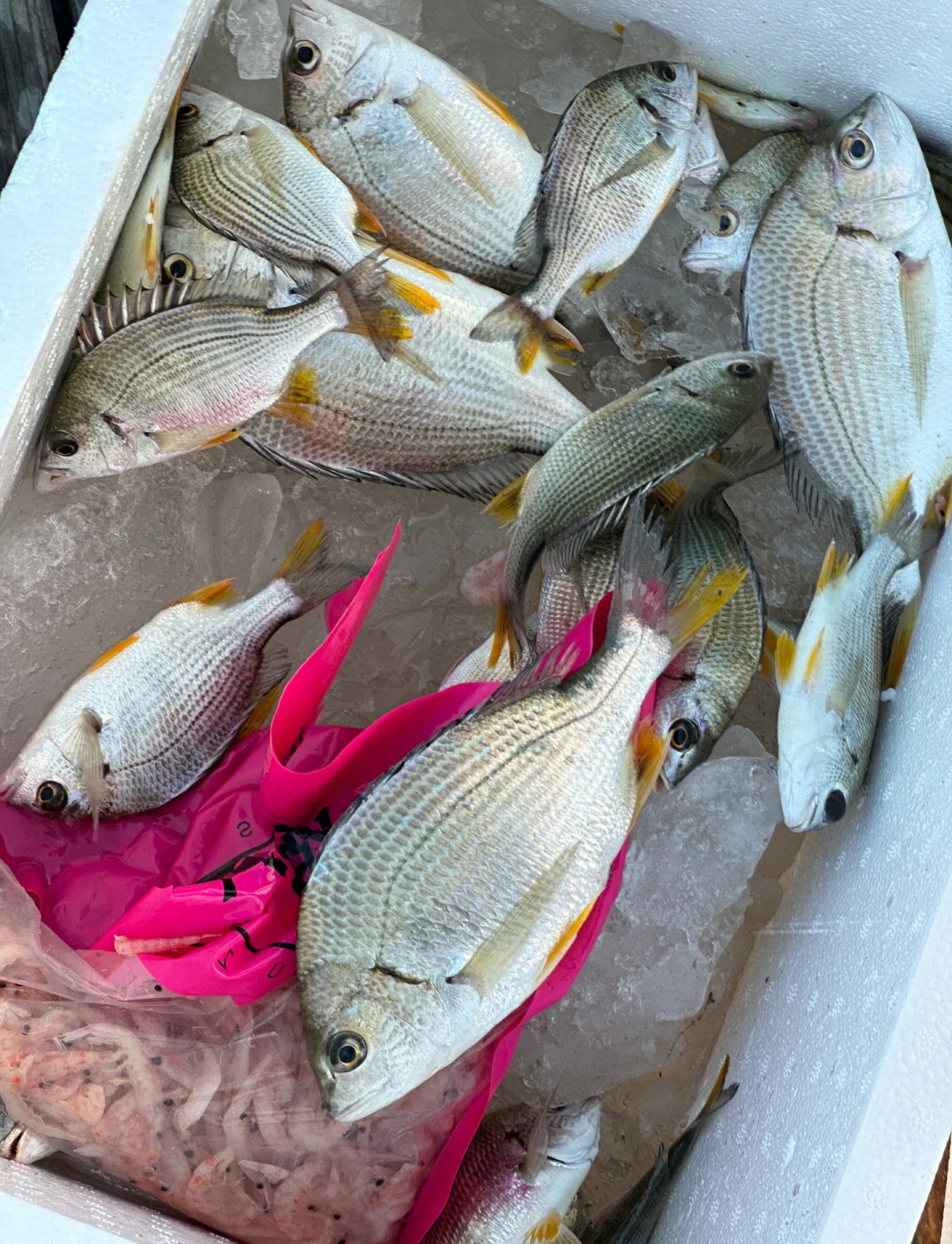 海钓利鱼时候(钓海里鱼用什么饵料好)