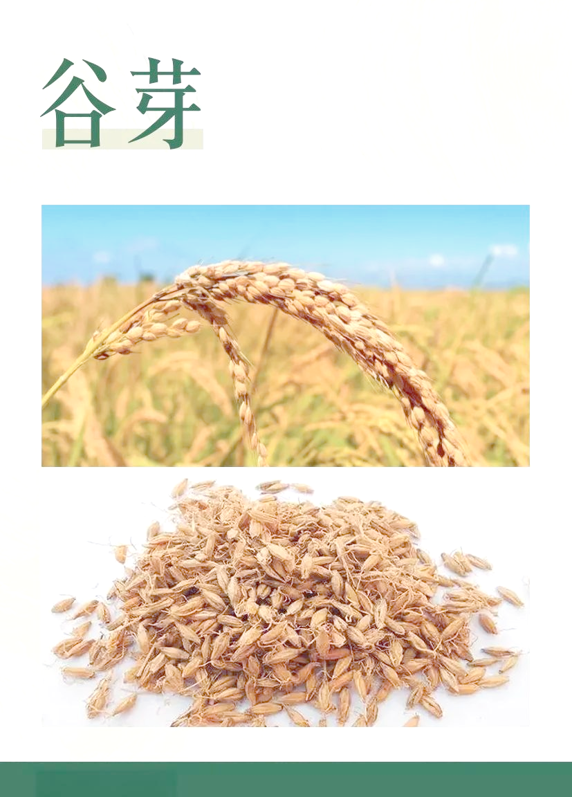 谷芽饵料(谷芽钓鱼怎么拿谷芽打窝)