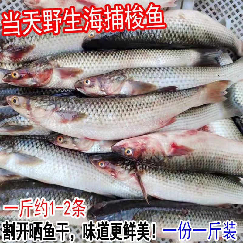 海钓的梭鱼苦(海钓的梭鱼苦不苦)