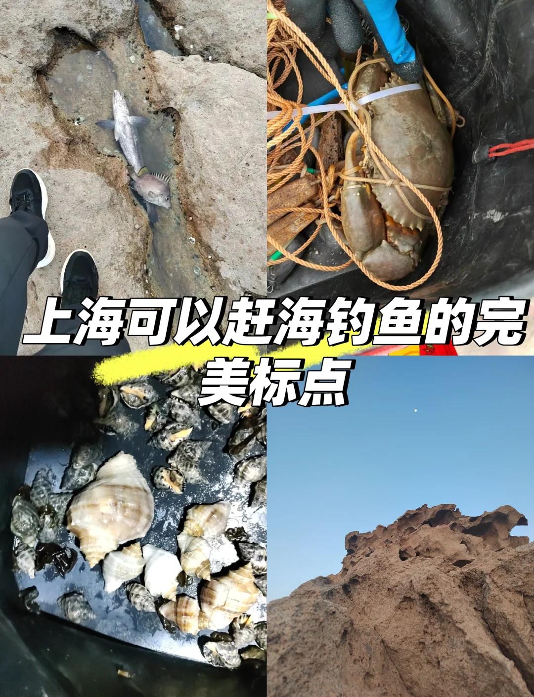 上海钓鱼地方(上海哪有钓鱼环境很好的地方)