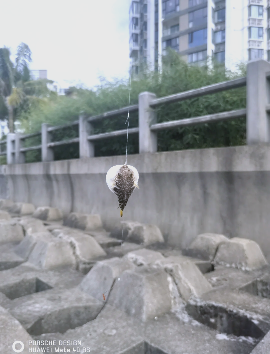 海口海钓场(海口海钓钓点)
