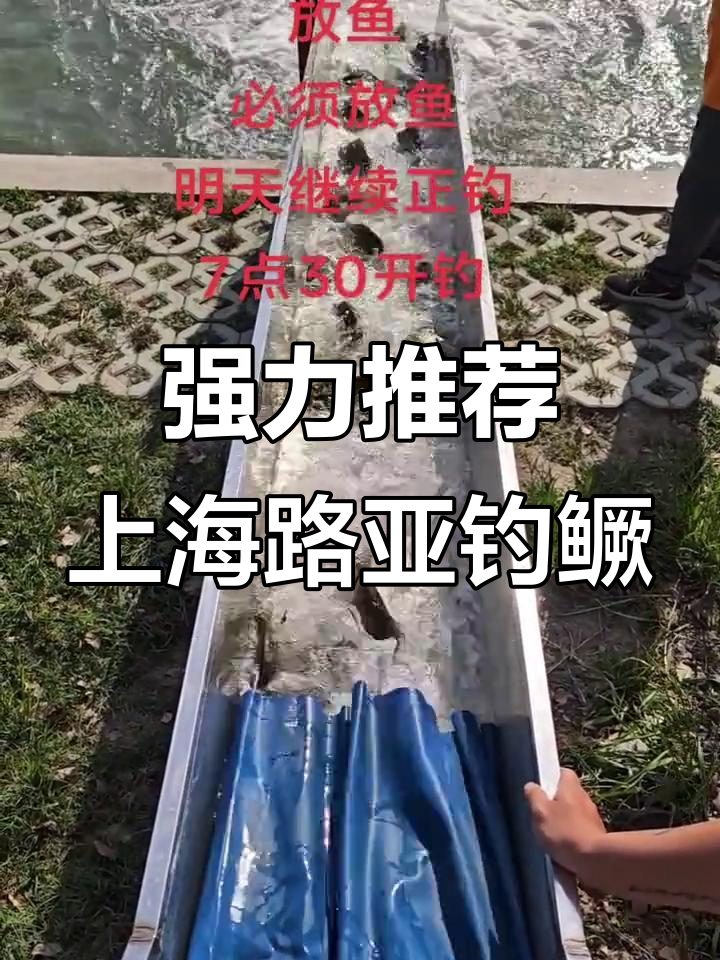 上海禁渔路亚(上海能路亚吗)