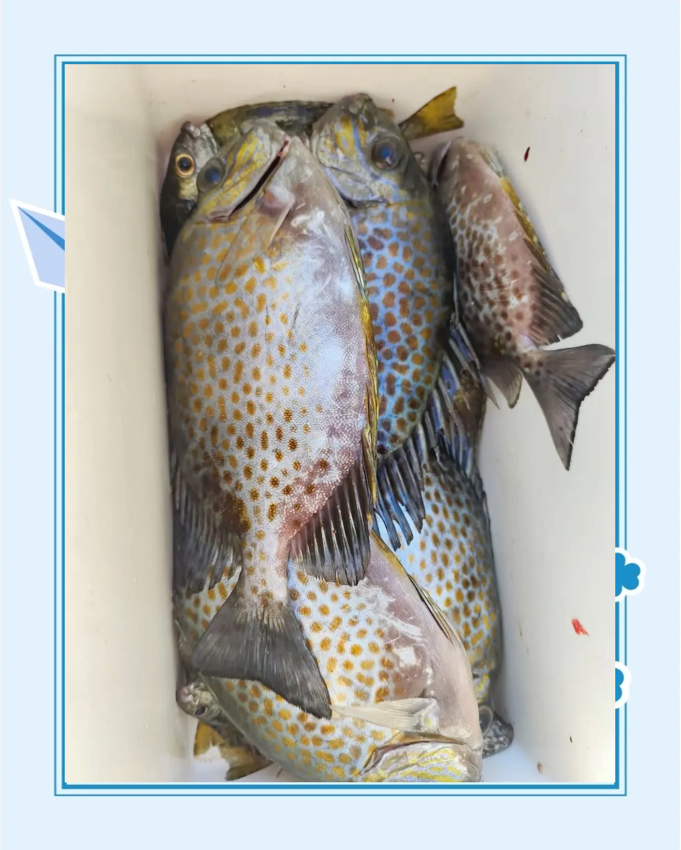 钦州海钓哪里好(钦州海钓岸钓点哪里鱼多)