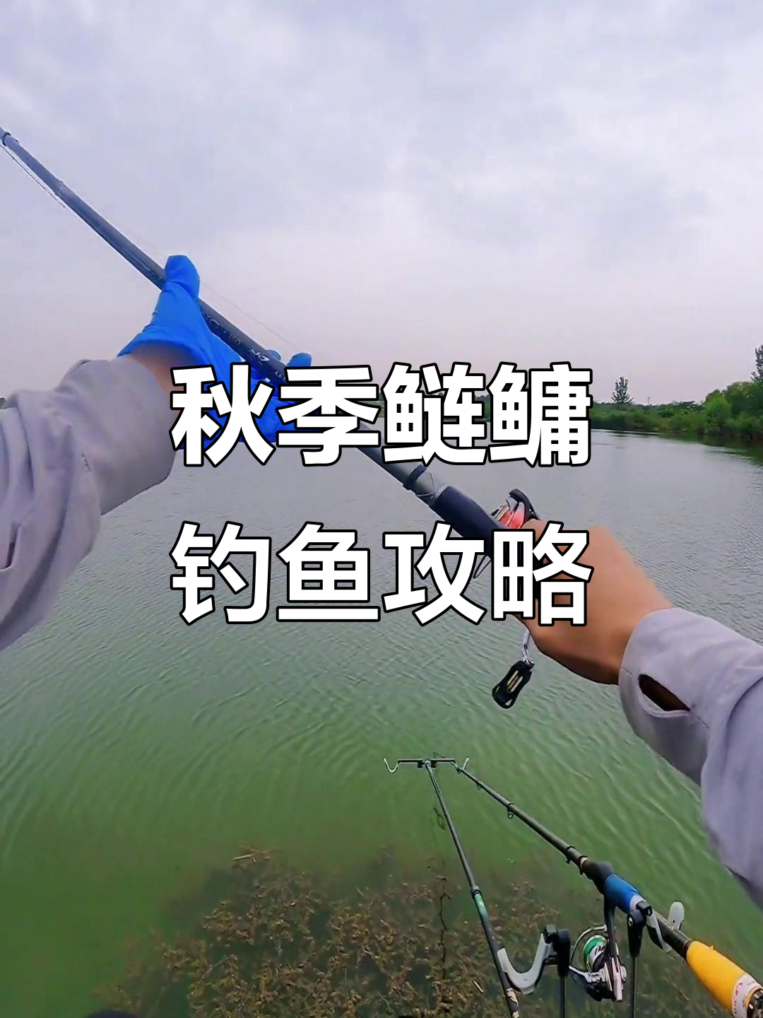 秋天钓链鱼技巧(秋天钓链鱼技巧图解)