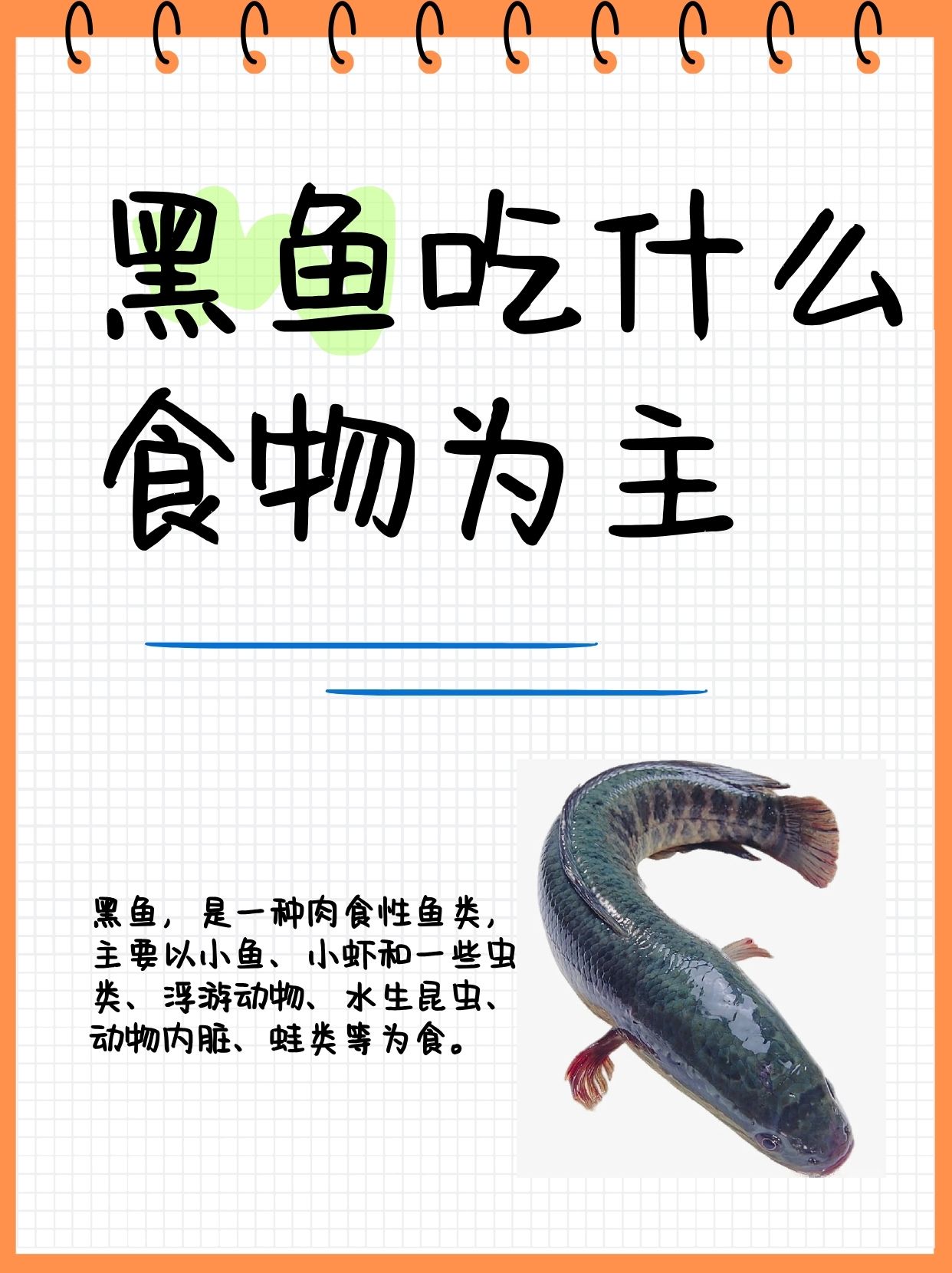 野生黑鱼的饵料(野钓黑鱼用什么饵料最好)