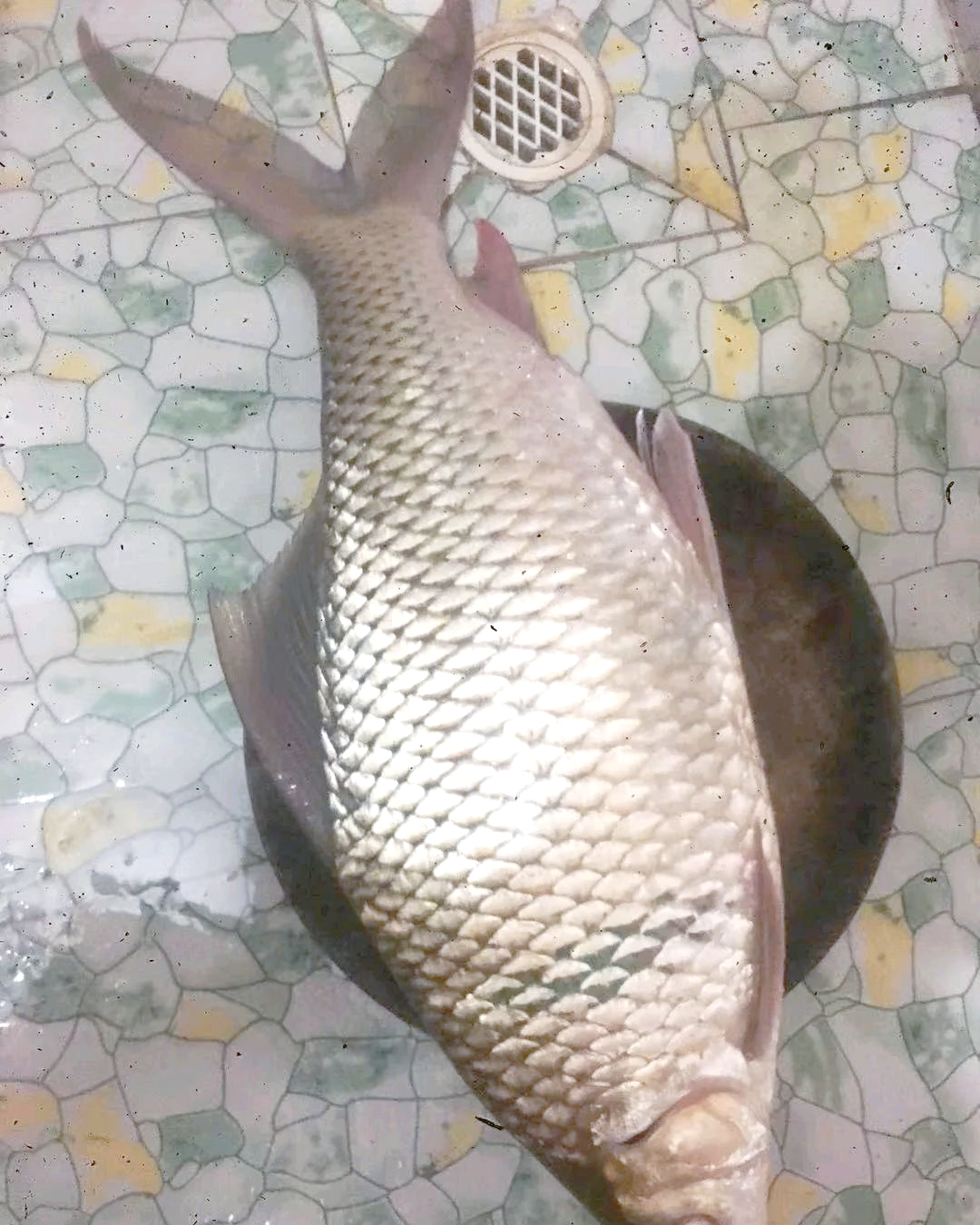 春天夜钓鲮鱼技巧(夜钓鳊鱼用什么饵料)