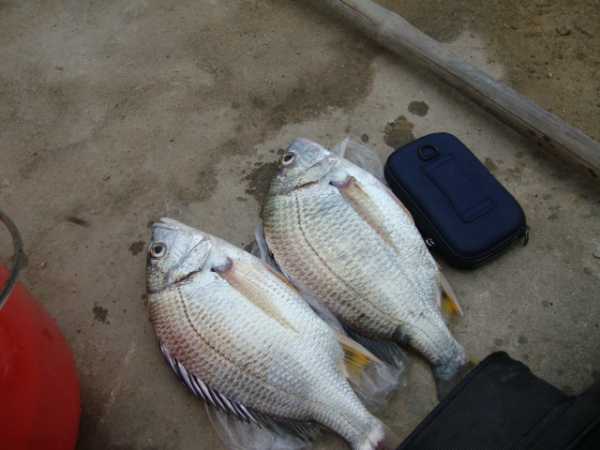 海钓黄鲷鱼怎么钓(海钓黄脚立鱼口诀)