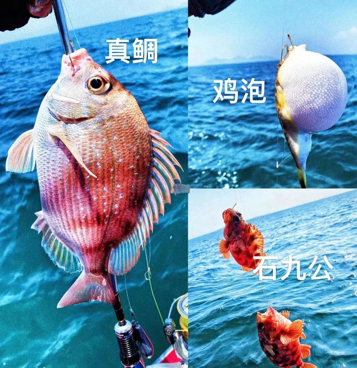 海钓黄鲷鱼怎么钓(海钓黄脚立鱼口诀)