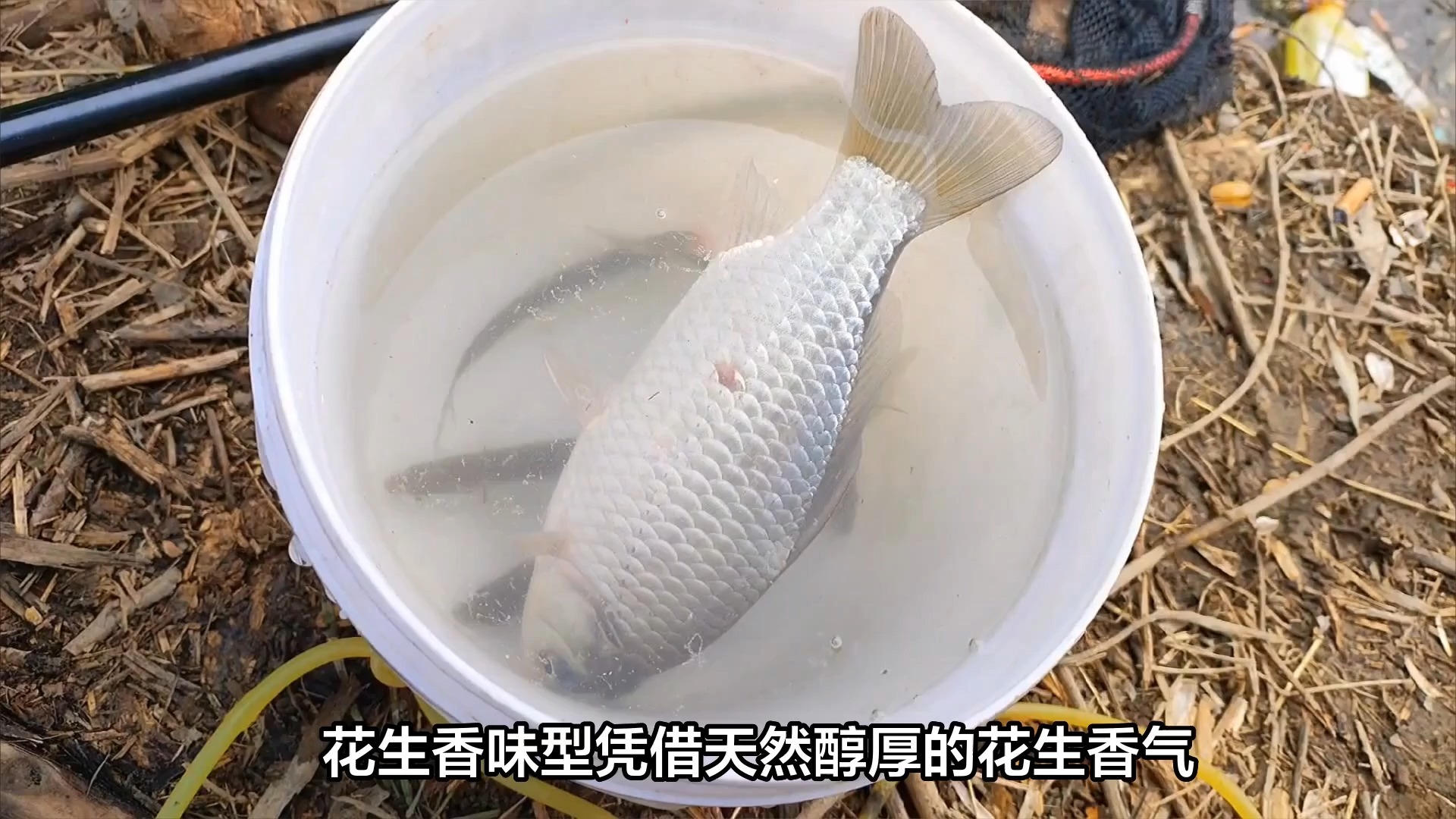 泰国鲮鱼饵料状态(泰国鳢鱼能吃吗)