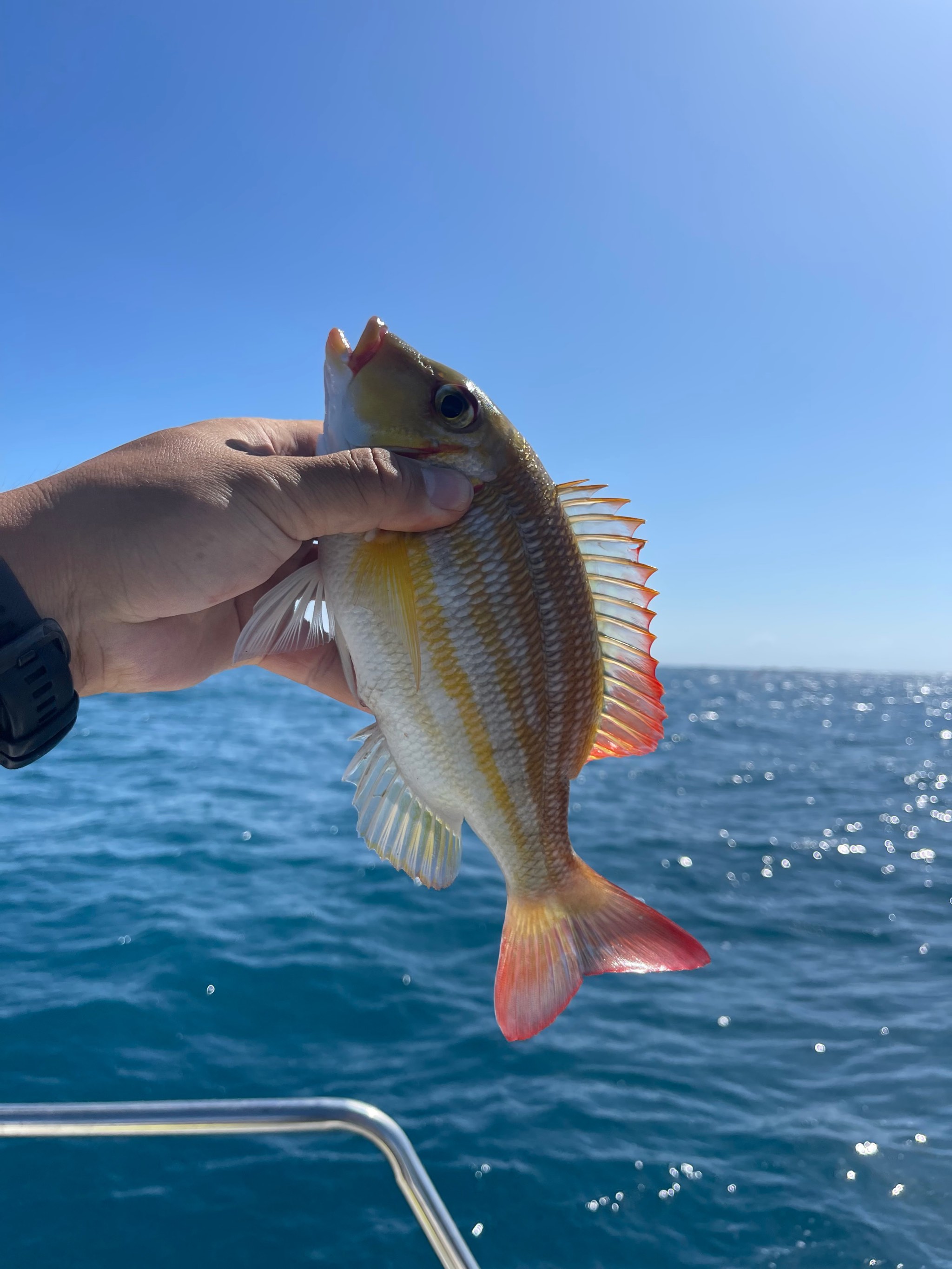 海南出海海钓(海南海钓攻略)