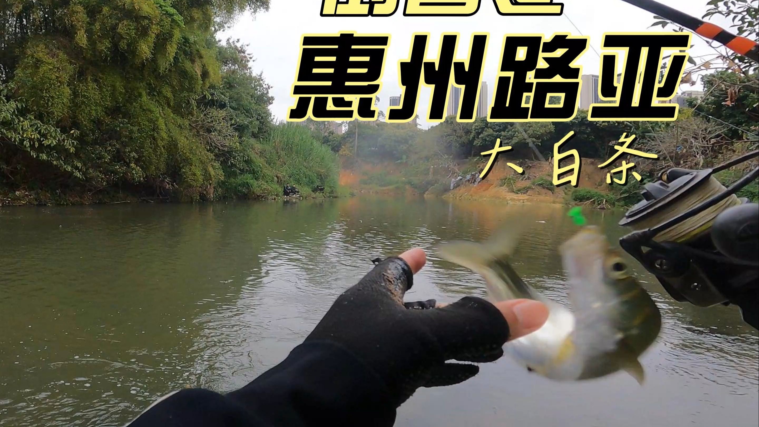 白条路亚水库(路亚白条在什么位置好)