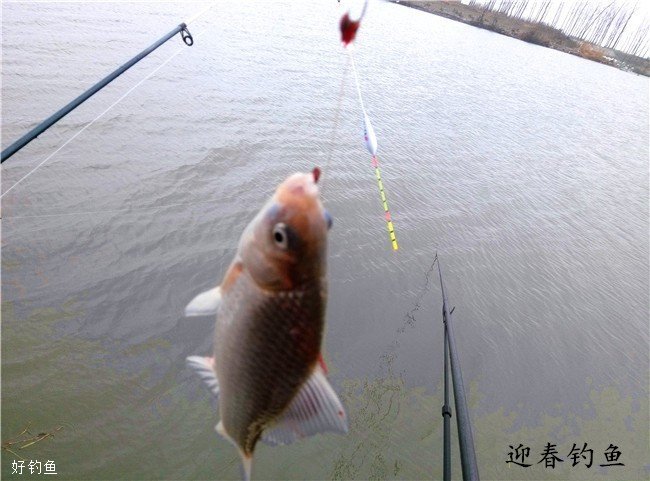 悬坠钓钓鲤鱼的技巧(悬坠钓法是什么意思)