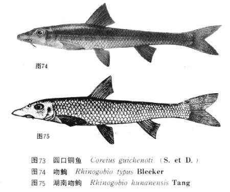 春季钓船钉子技巧(怎样钓船钉鱼)