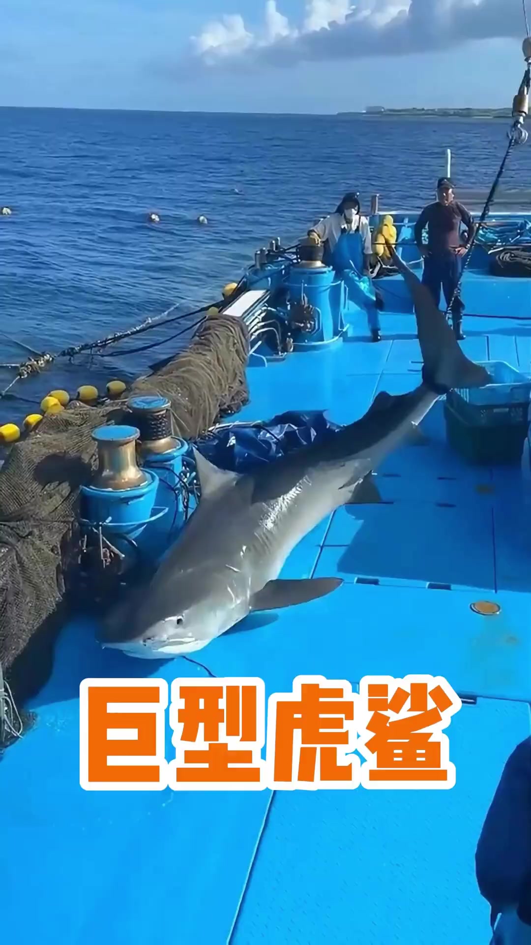 东海钓鲨(2020年东海海钓视频)