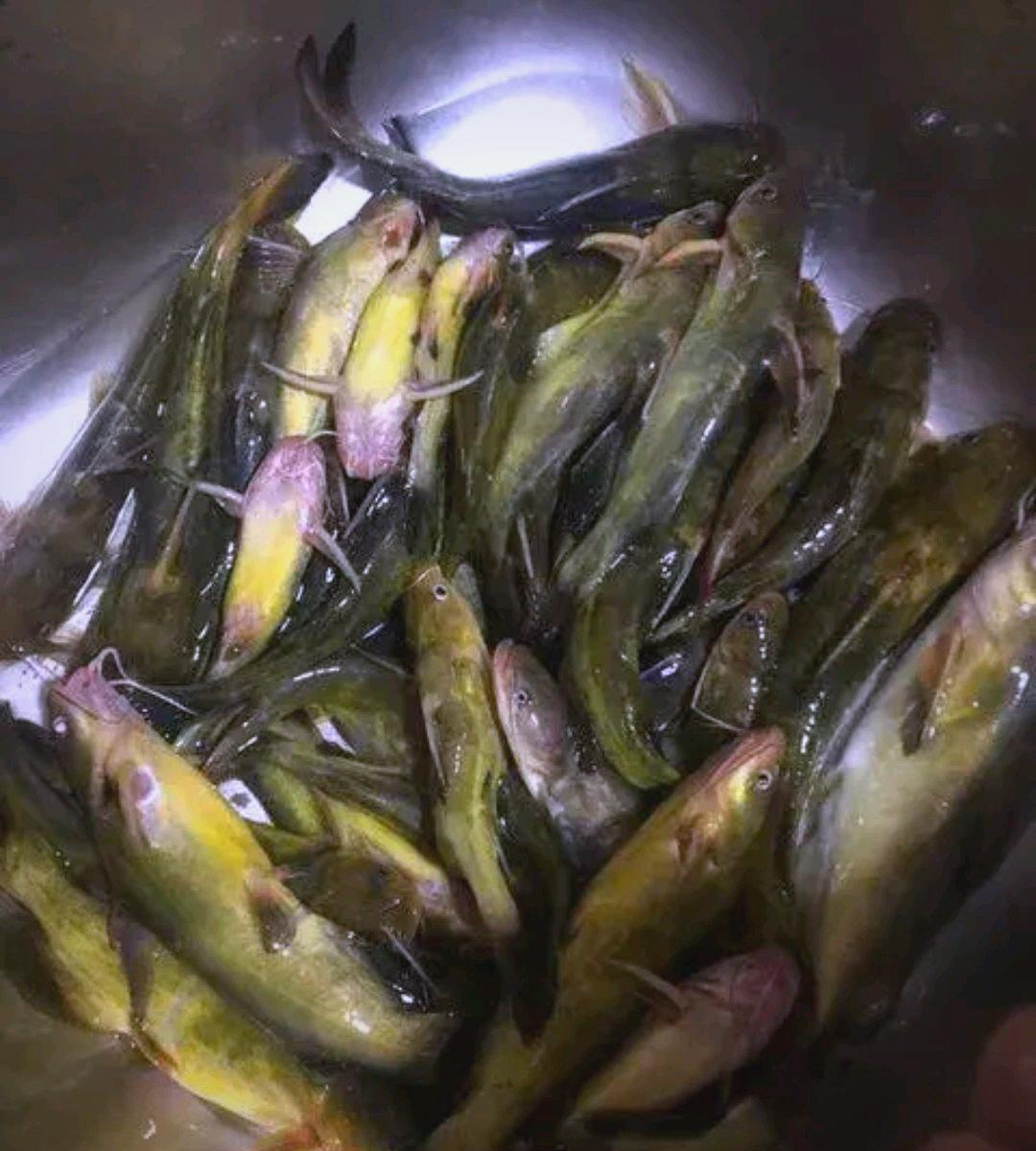 夜间钓昂刺鱼技巧(夜晚钓昂刺鱼要打窝吗)