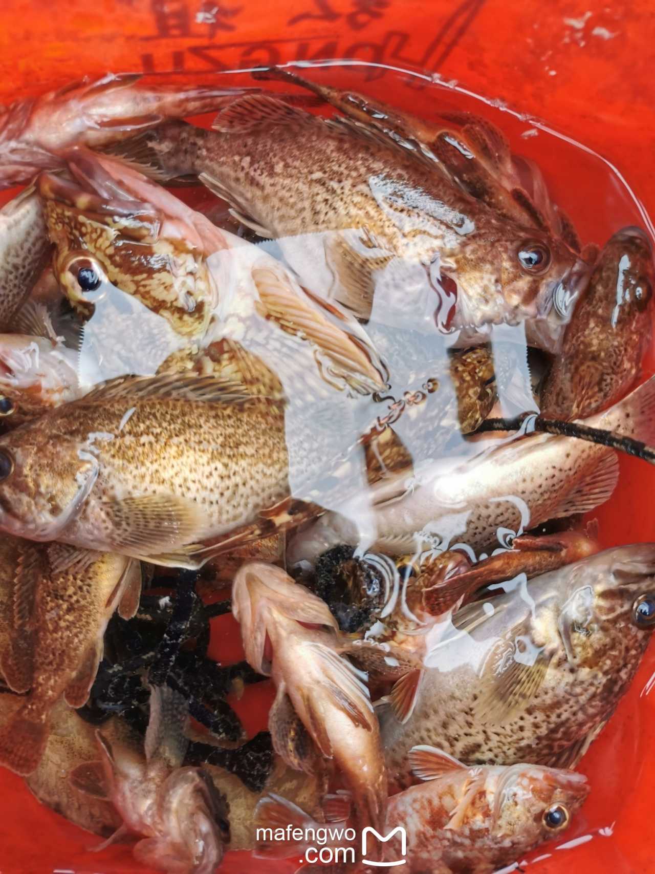 海钓遭枪击视频(海钓大鱼视频完整版)