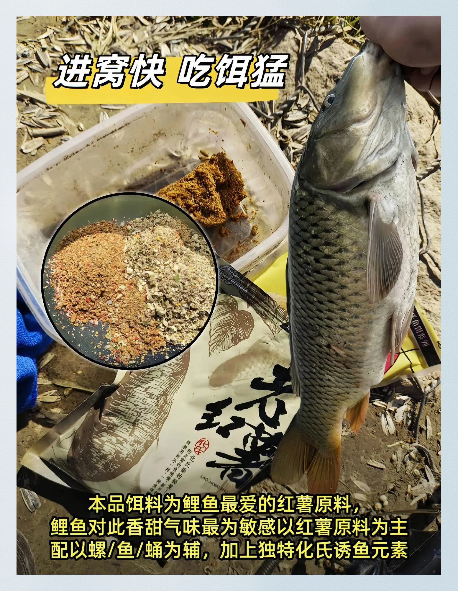 化氏一品鲤饵料配方(化氏一味鲤饵料)