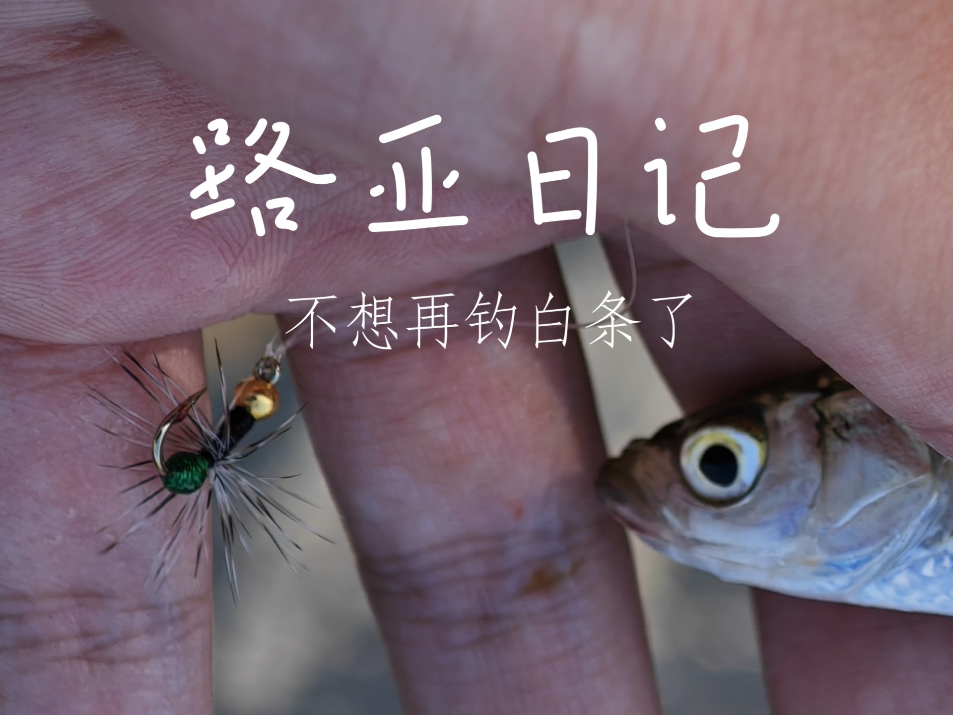成都白条路亚(新都路亚白条)